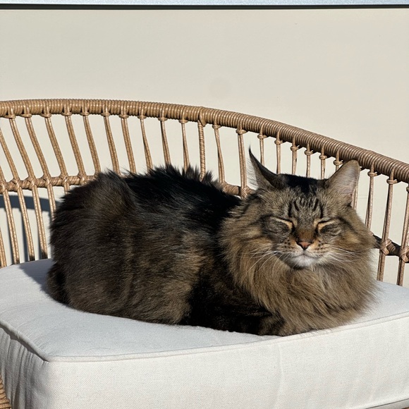 Meet your Posher, Sara - Picture 1 of 1